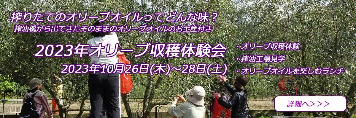 2023年秋・小豆島岬工房オリーブ収穫体験会
