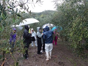 2017年10月21日小豆島 岬工房『オリーブ収穫祭』